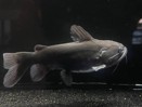 Gulper cat — 11